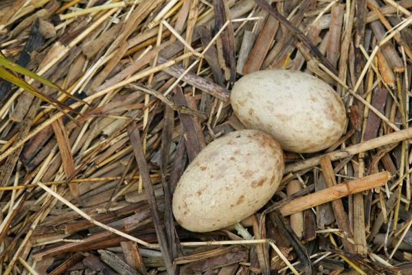 FL, Indian Lake Estates Sandhill crane eggs